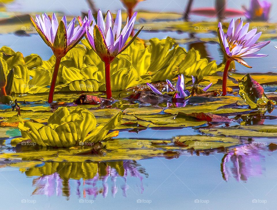Water Lily Reflection