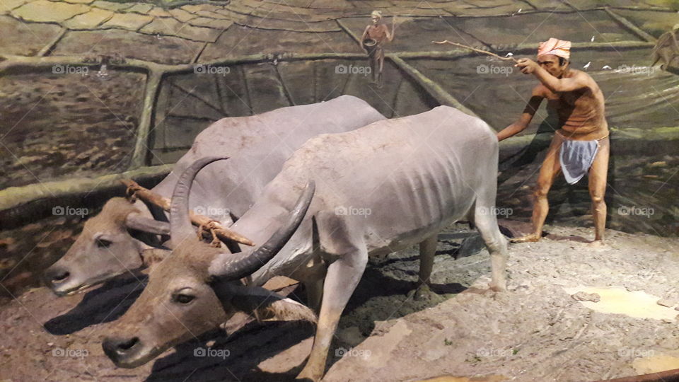 Museum in sri lanka