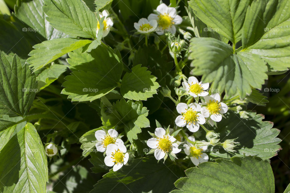 Strawberry plants with flowers .
Jordgubbsplantor med blommor 