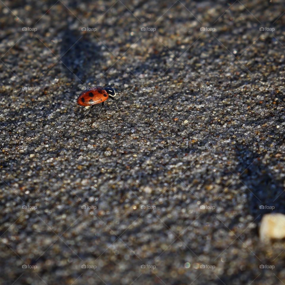 Ladybug on a beach stroll