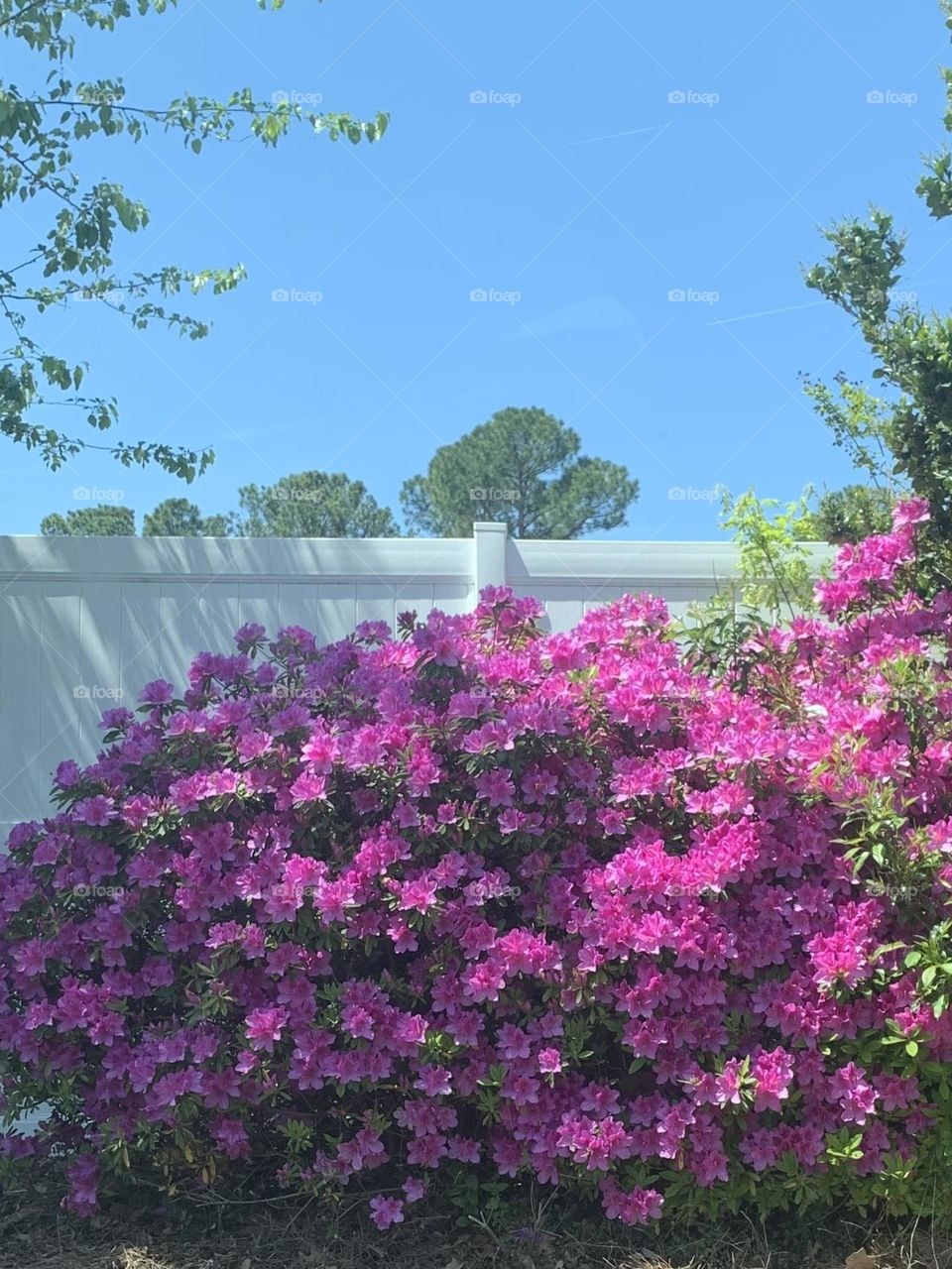 Azaleas 