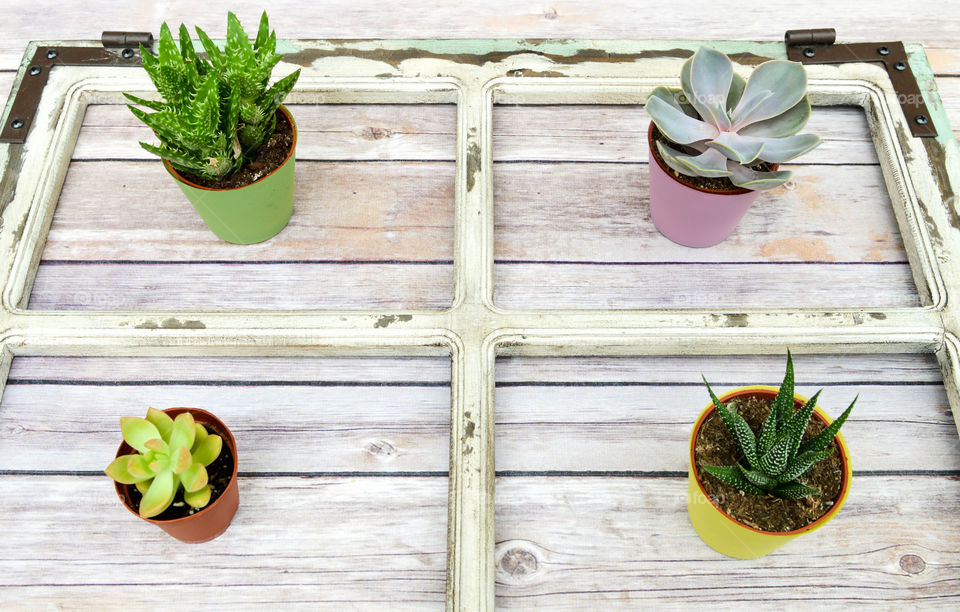 Assorted potted cacti in a rustic wooden frame