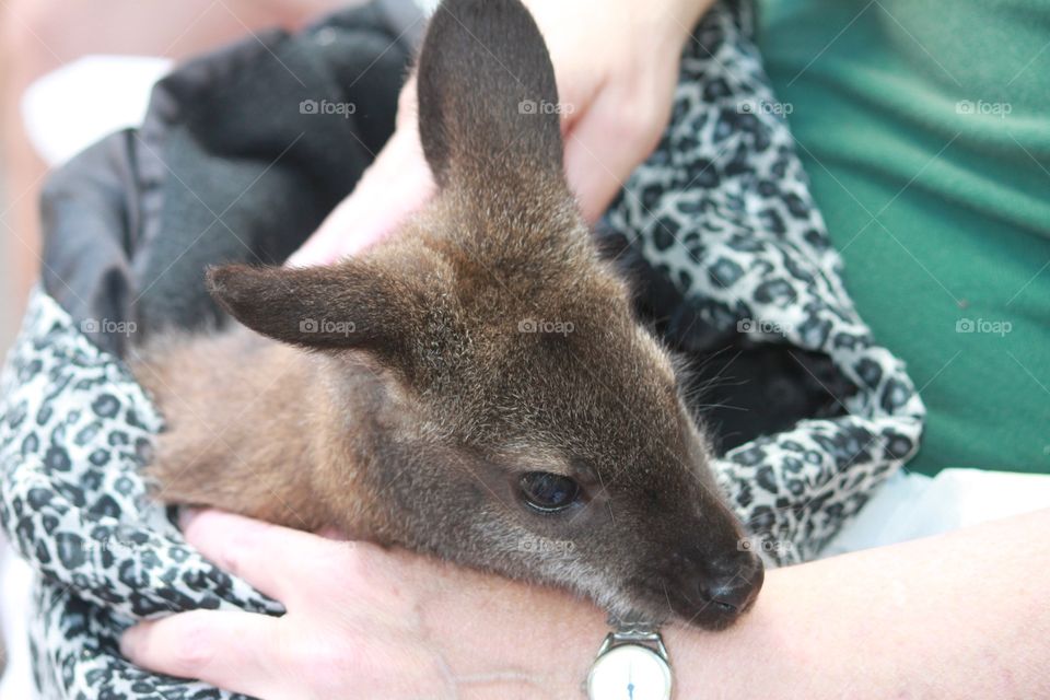 Baby kangaroo 