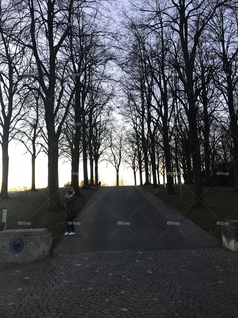 tree switzerland sunset