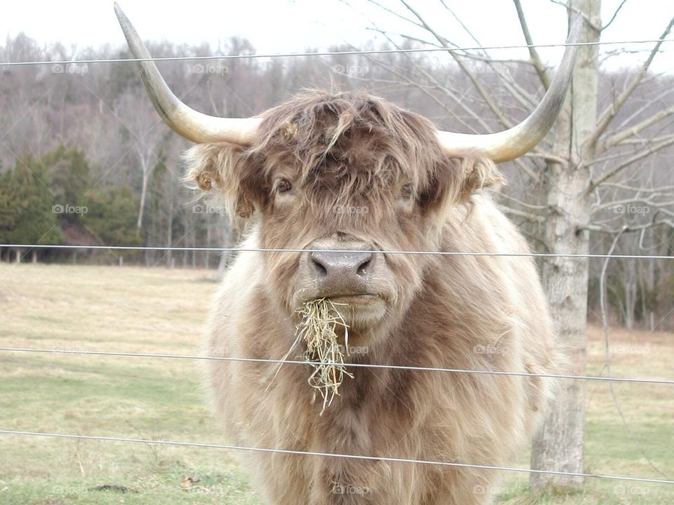 Got Hay?