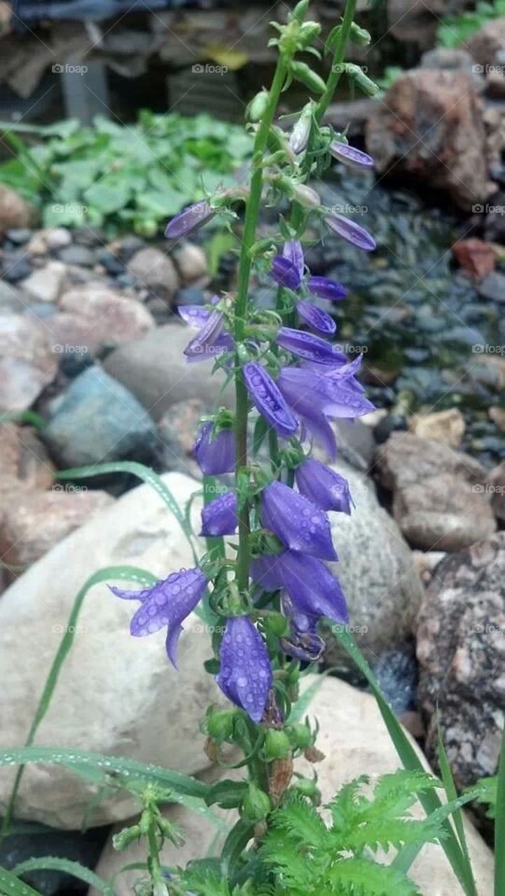 purple flower