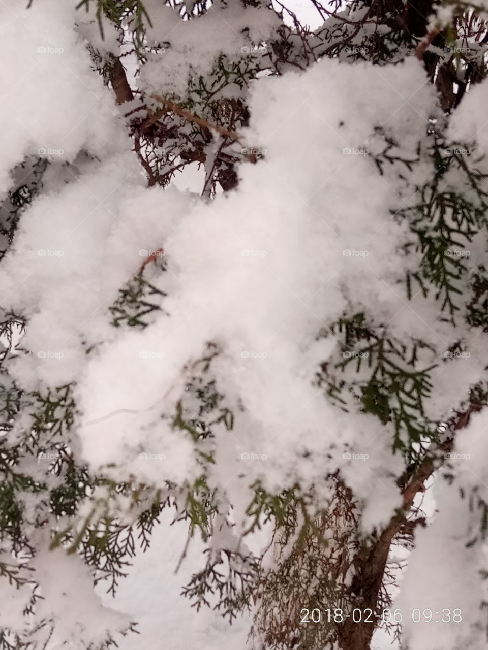 No Person, Nature, Tree, Winter, Leaf