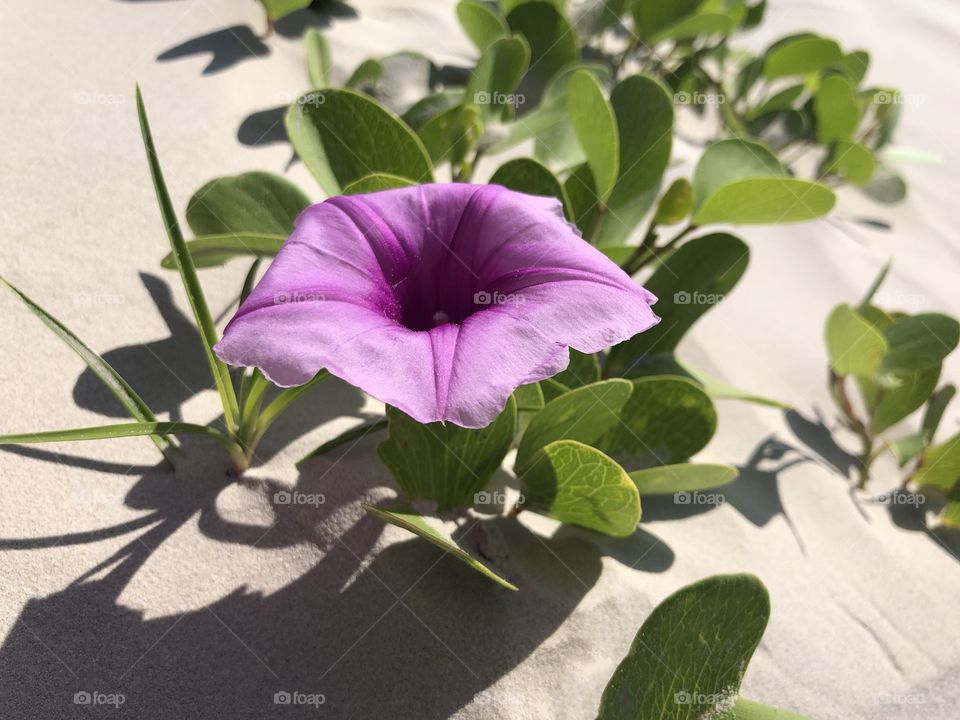 Convolvulus Morning Glory Bindweed Purple Flower Plant Growing Out Of Sand