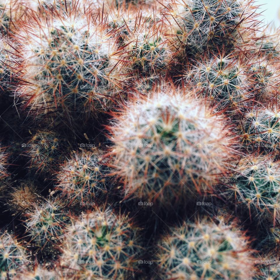 Cactus