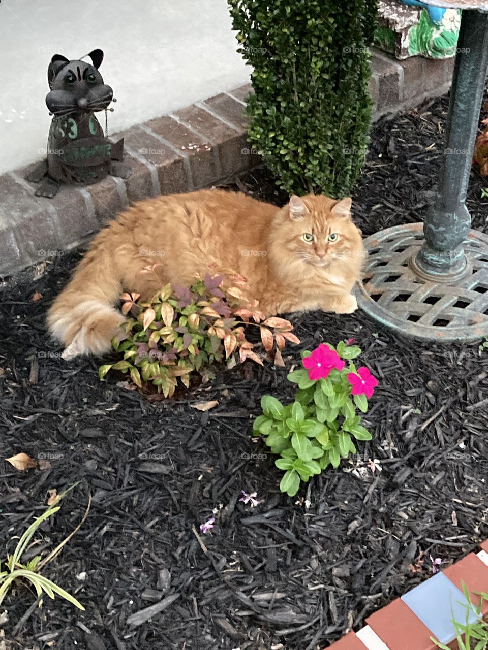 Cat outside in garden