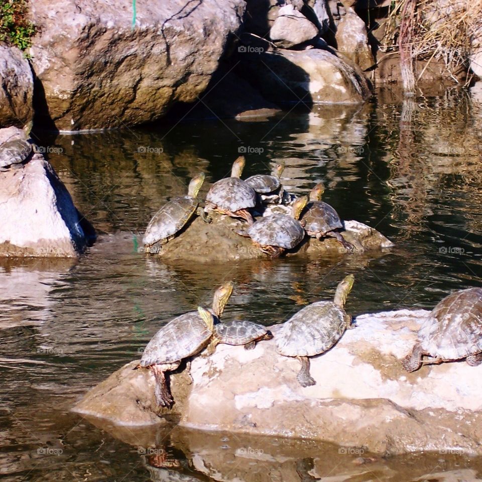 Turtles sun bathing on rocks