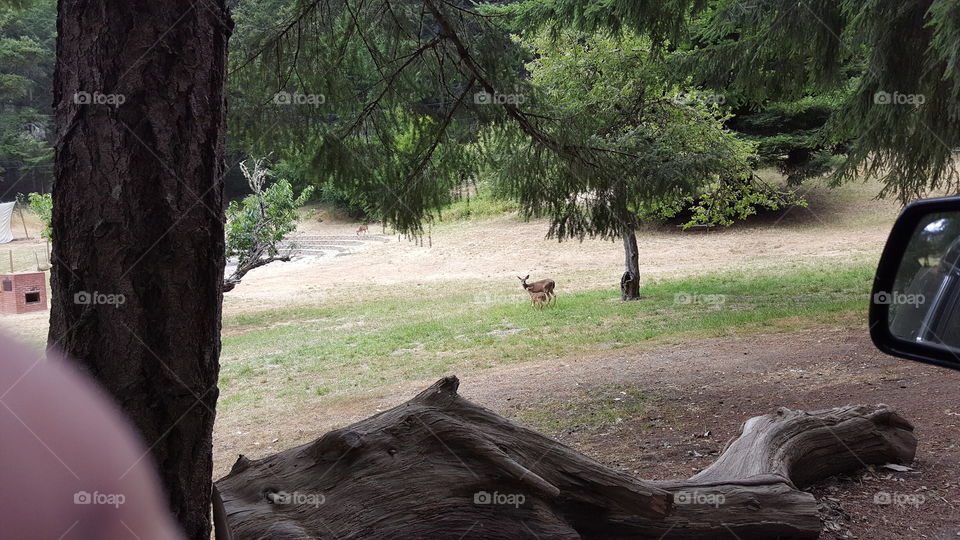 A curious deer explores a camp site.