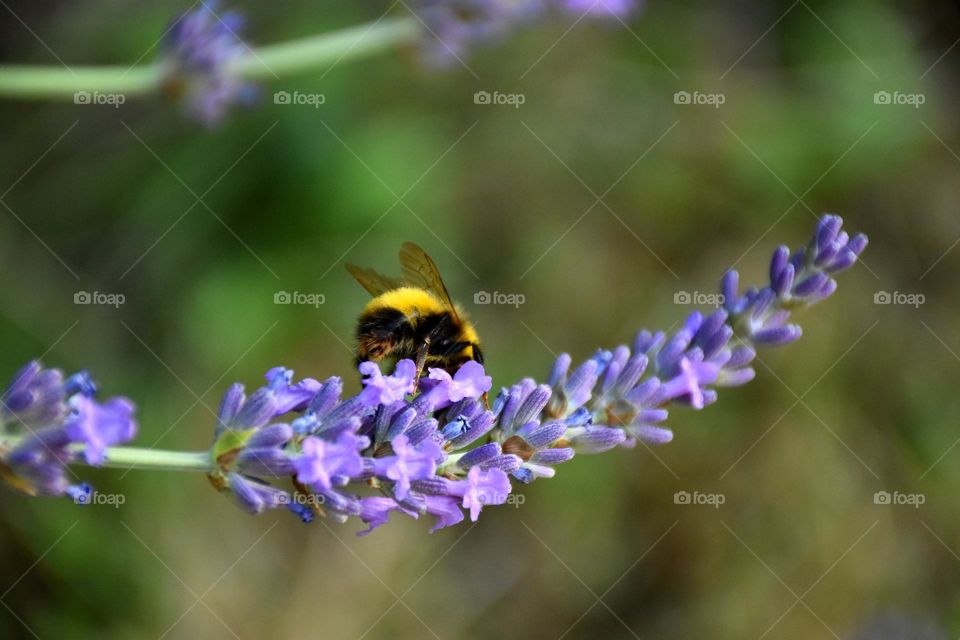 Lavender and the bee