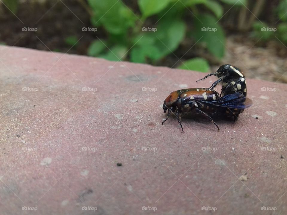 insecta! beautiful male female are sex scene.