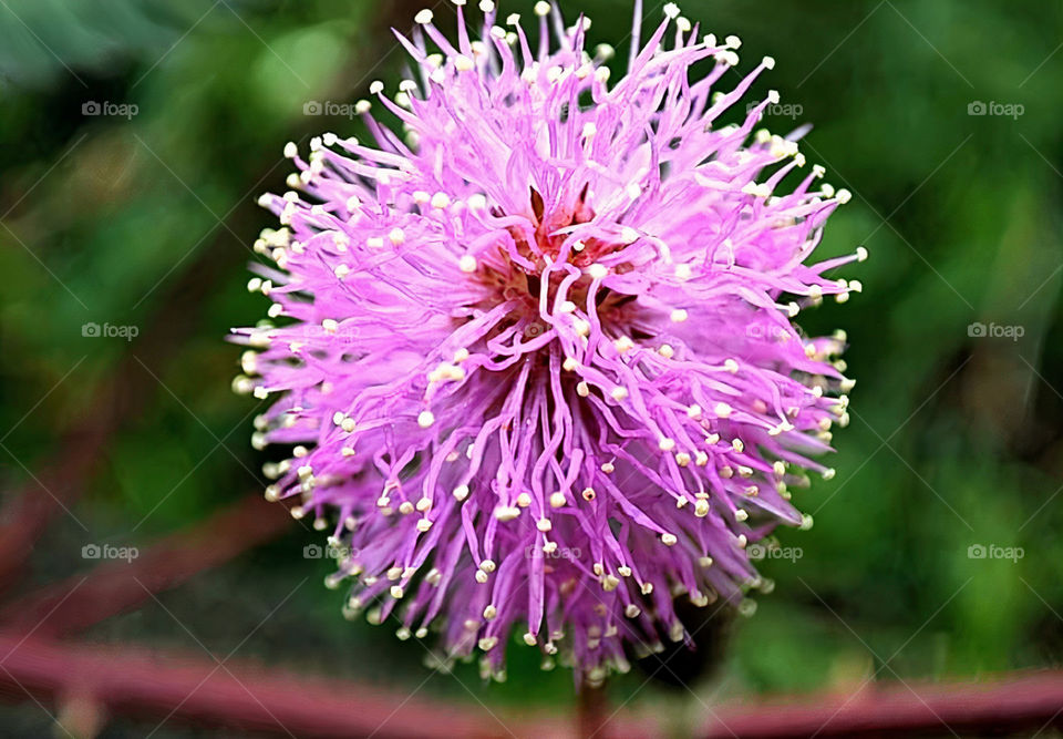 Silybum (milk thistle) is a genus