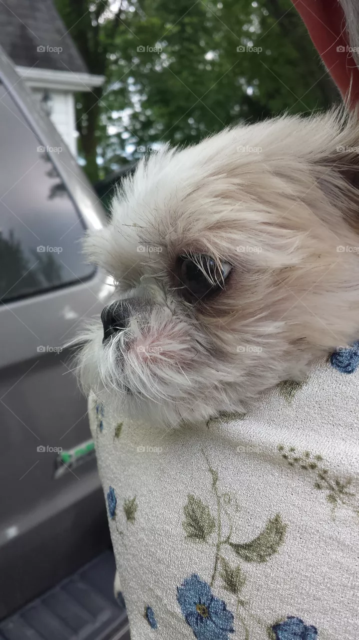 Dixie