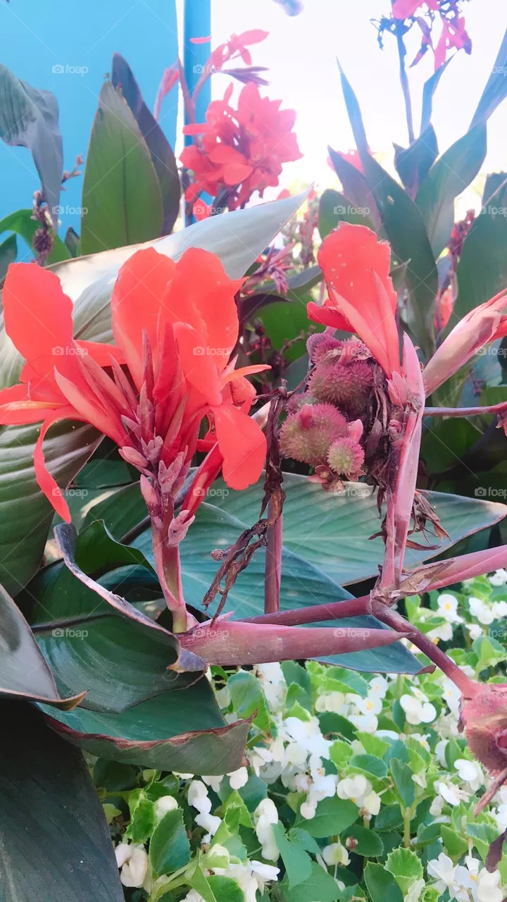 Exotic flowers 