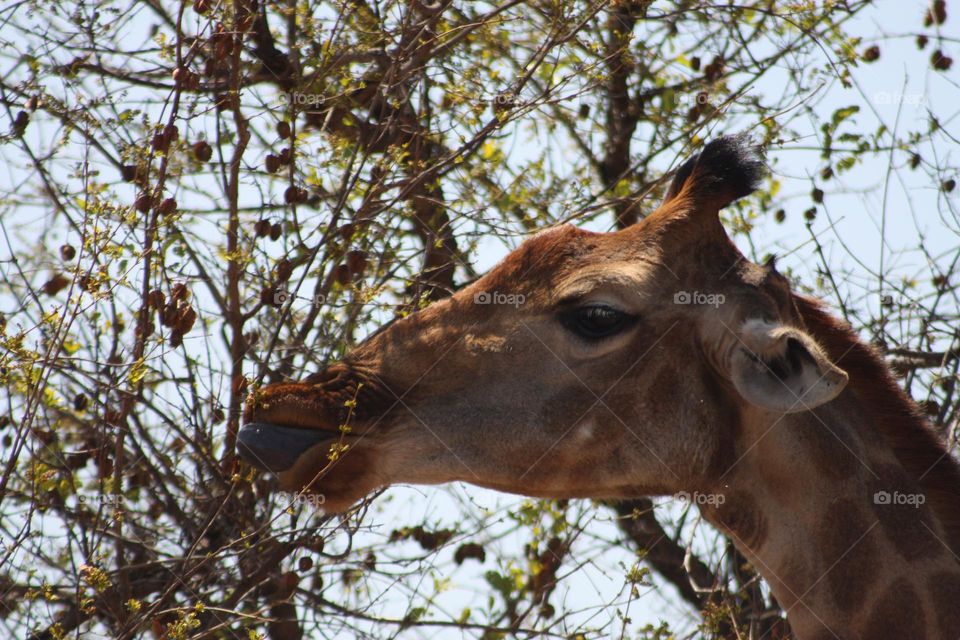 Giraffe. eating