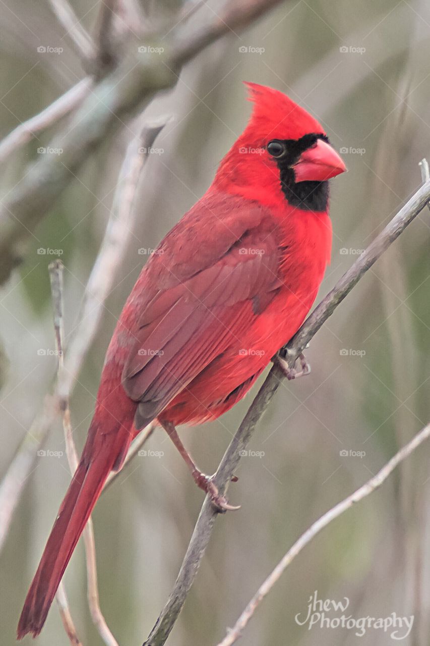 Northern Cardinal