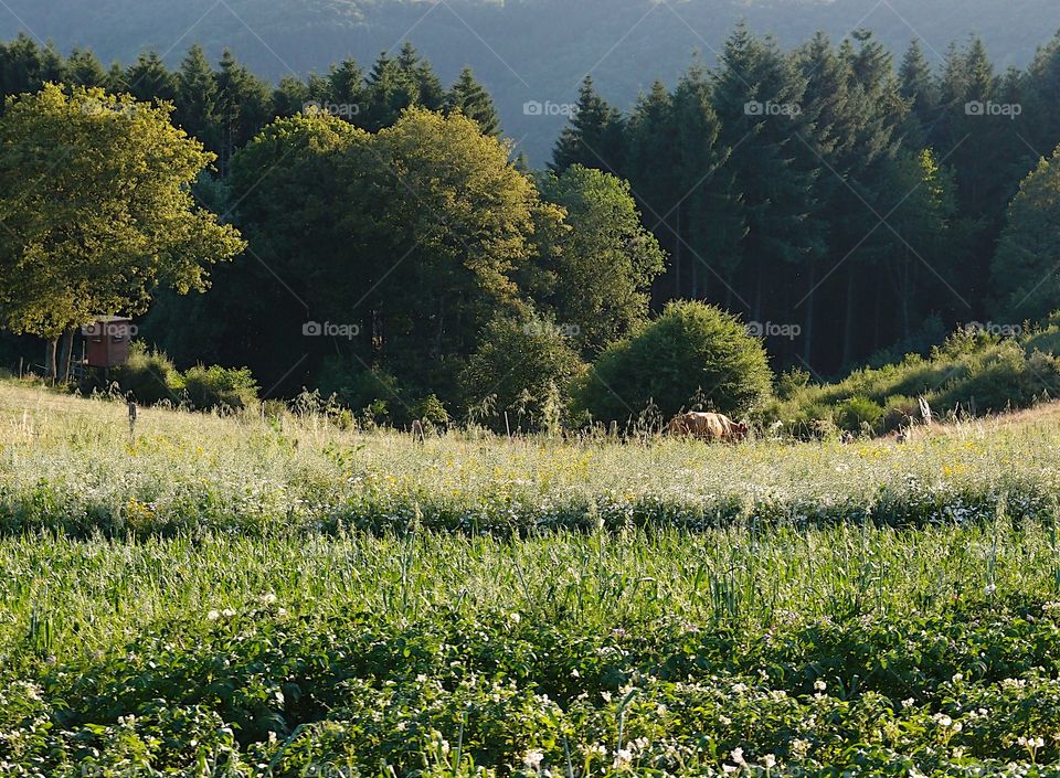 Pastures and fields with a couple of cows grazing amongst the tree covered hills in the countryside of rural Luxembourg on a summer day.