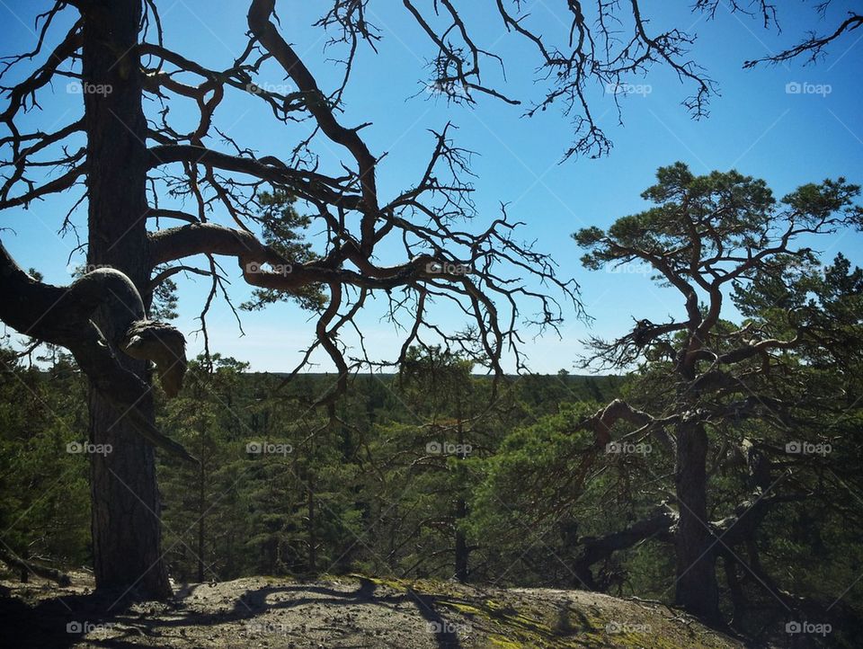 Höga åsen, Gotska sandön