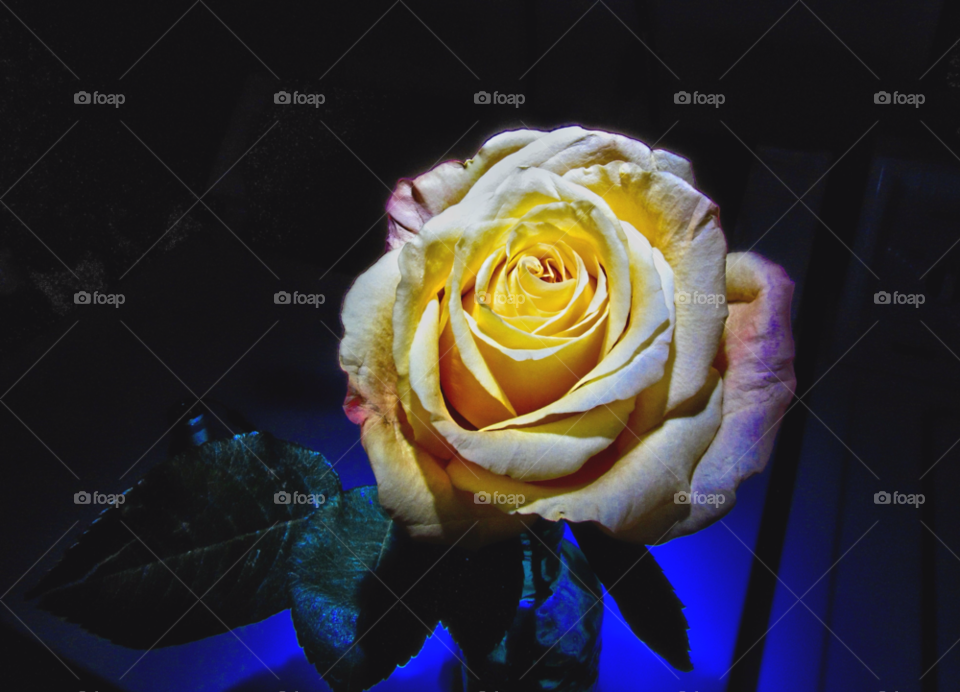 yellow rose light painting by landon