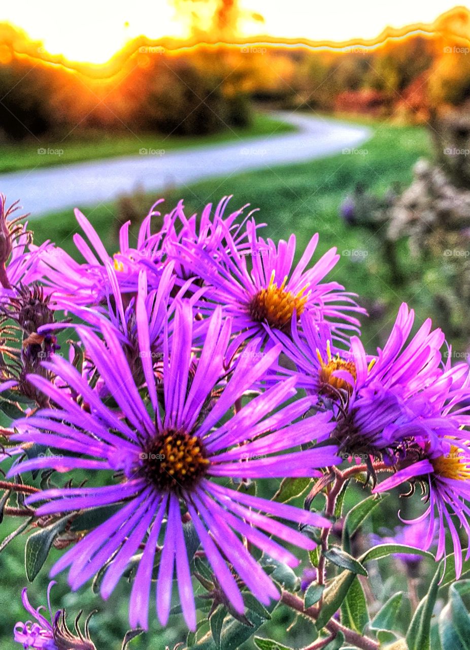 Last Splash of summer color