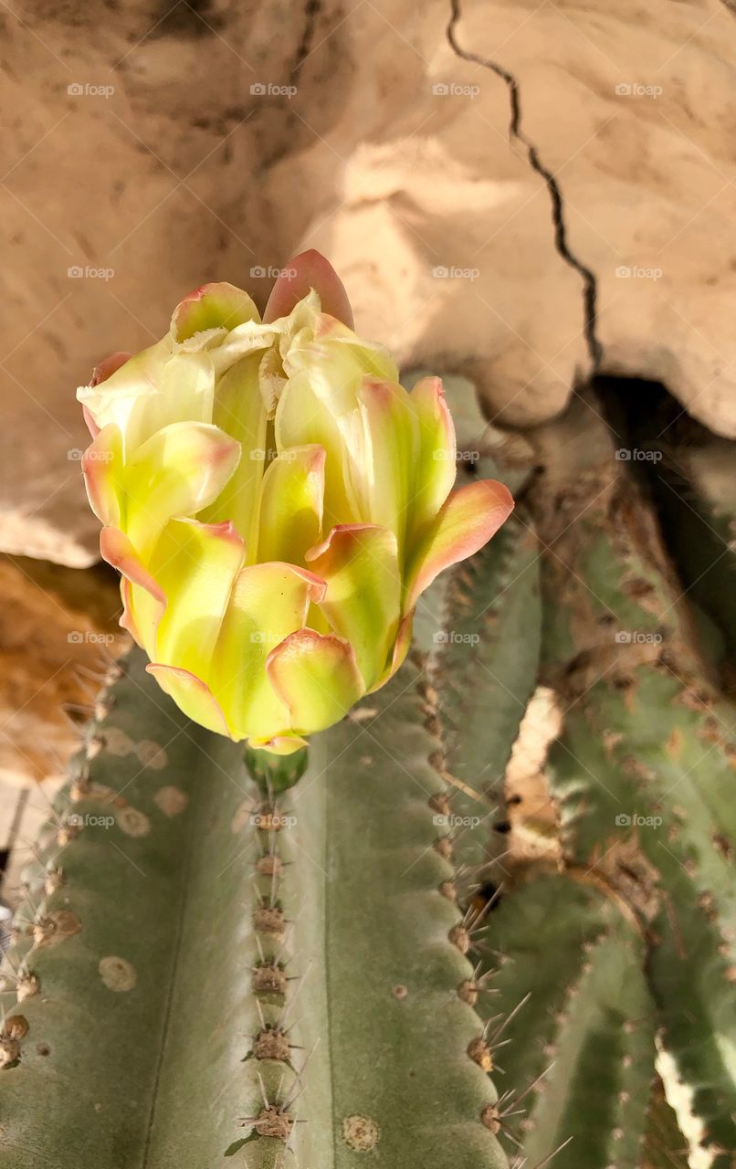 Cactus flower 