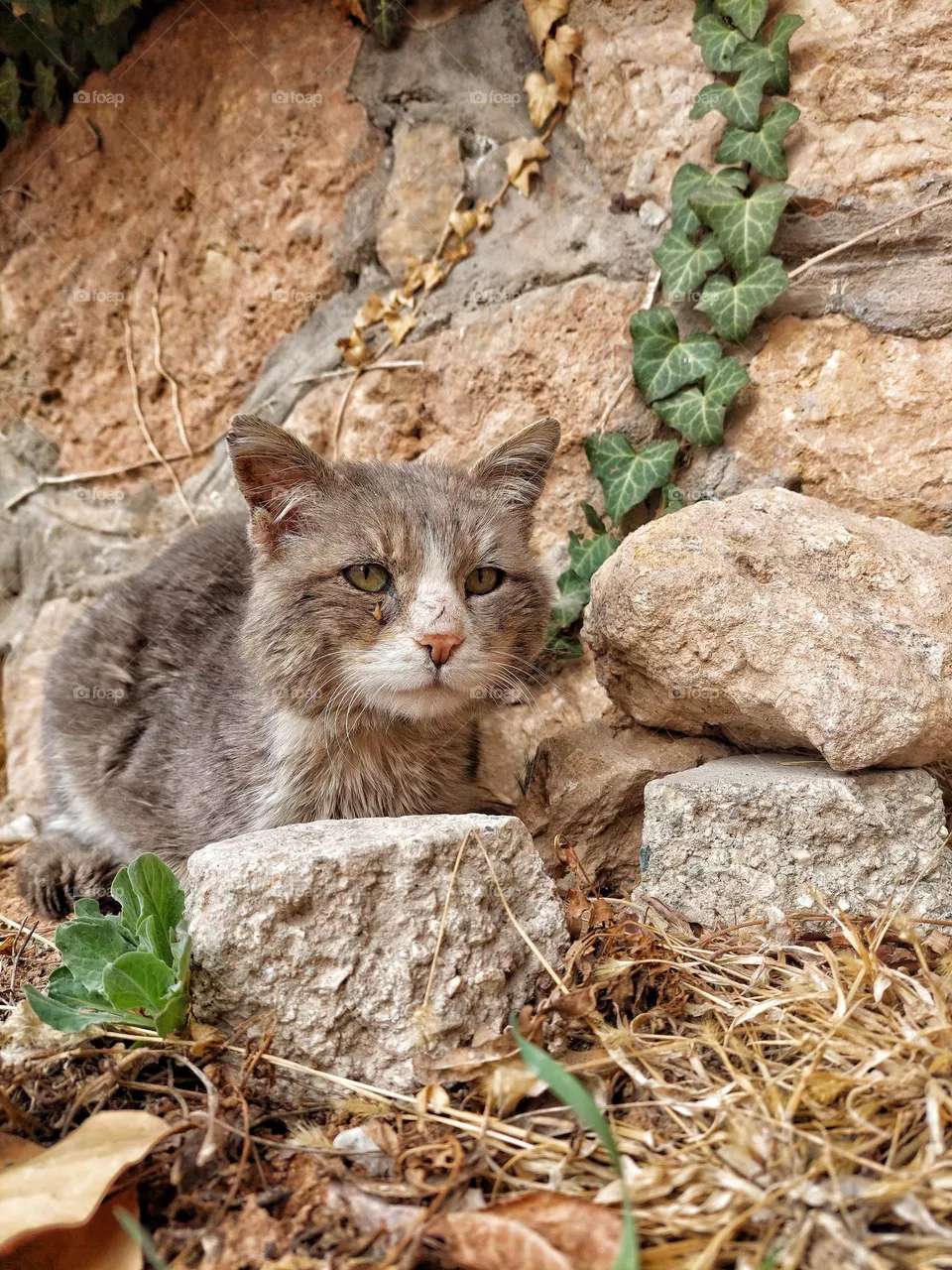 beautiful cat.