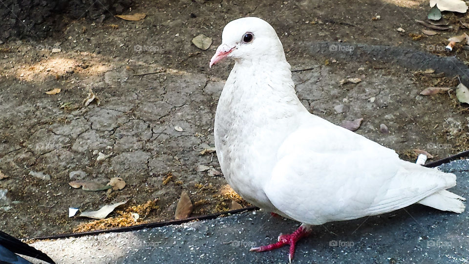 White pigeon