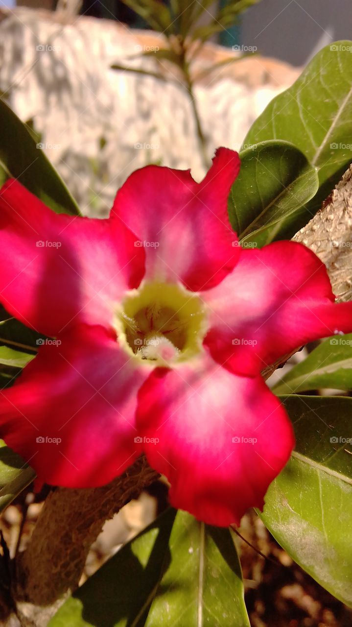 beautiful frangipani flower