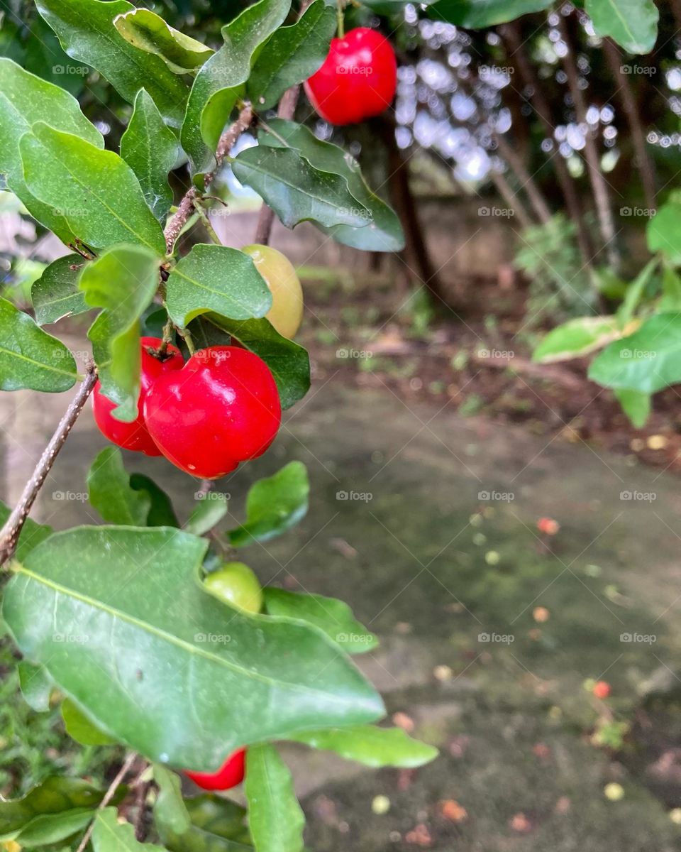 🇺🇸 Delicious acerolas from Grandpa Lili's house!  Hum… They are sweet, this crop didn't have any sorrel.  Who will want? / 🇧🇷 Acerolas deliciosas da casa do Vovô Lili! Hum… Elas estão docinhas, essa safra não teve nenhuma azeda. Quem vai querer?