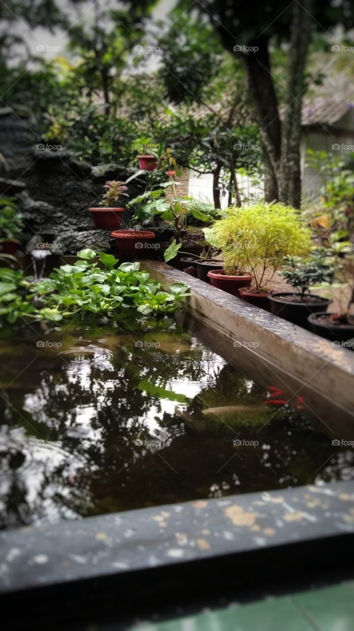 Miniature pond and decoration
