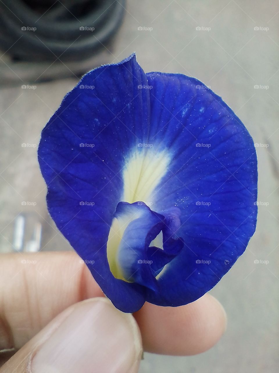 This blue flower is called the telang flower or convolvulus pluricaulis