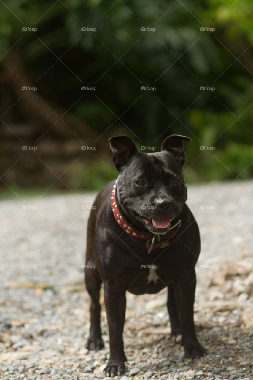 English Staffy