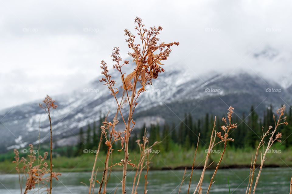 Canadian Rocky Mountains
