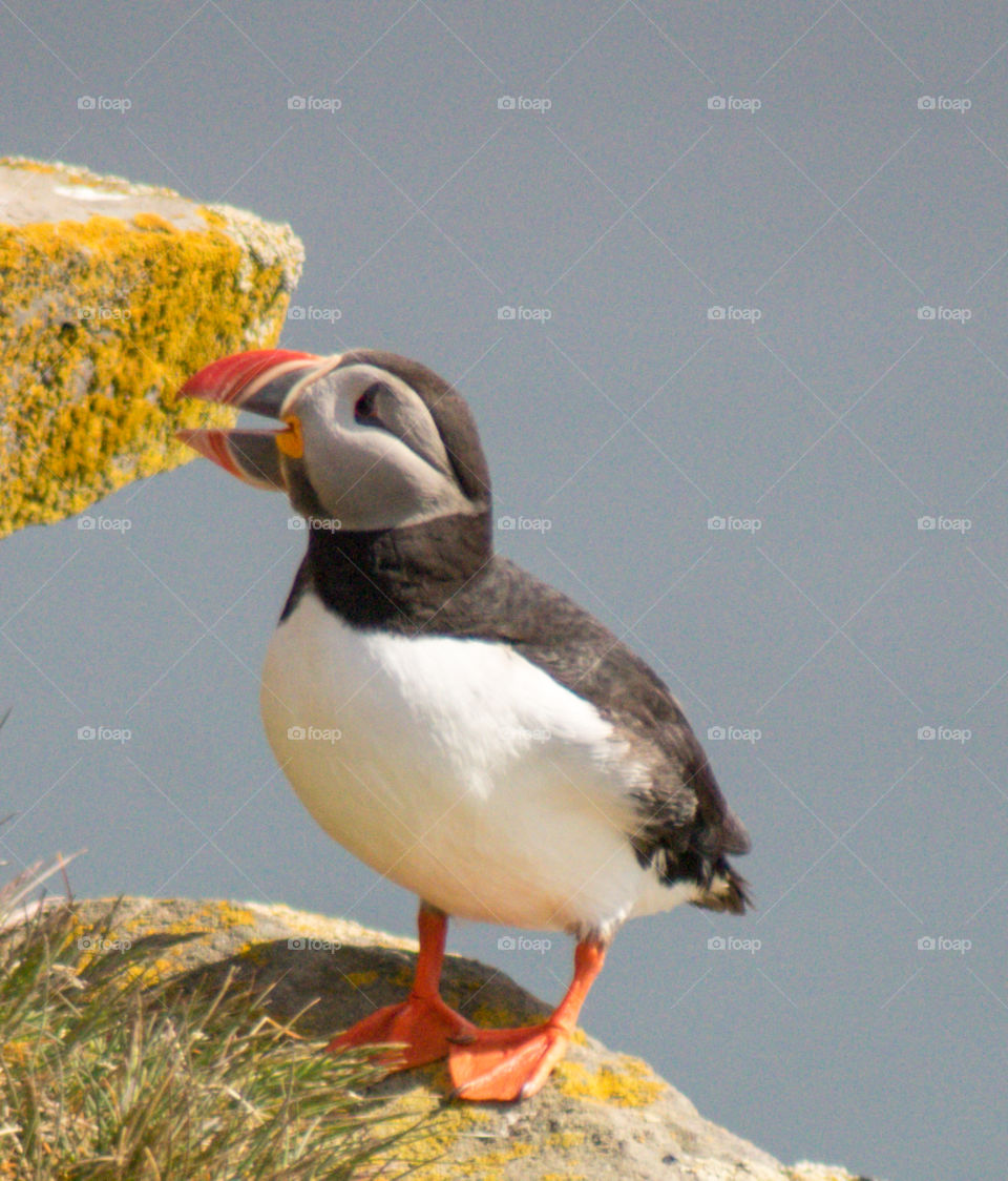 Puffin