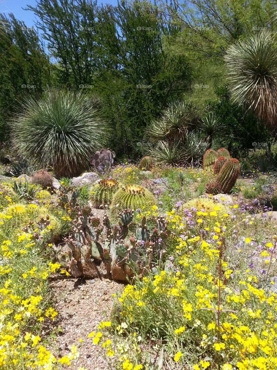 sunshine in the desert