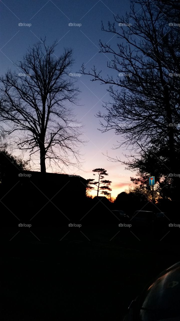 Tree, Landscape, Light, No Person, Dawn