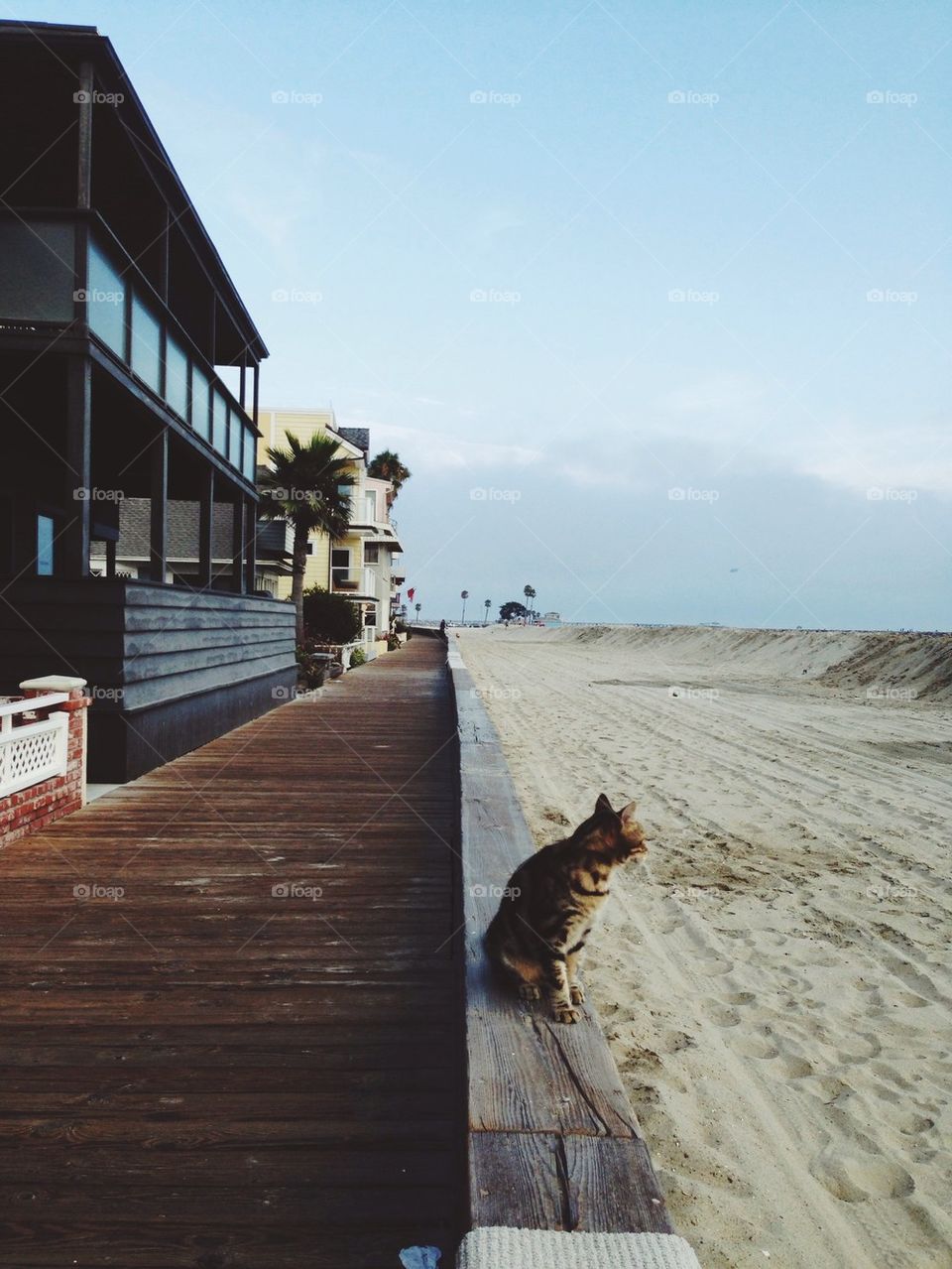 Cat on Beach