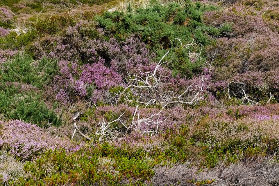 Heather - Beautiful Landscape picture of the dunes on island Sylt. 