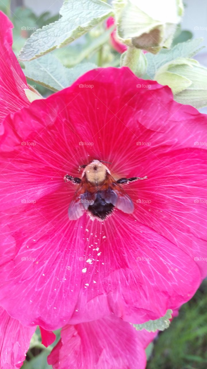 Bumblebee in Hollyhock