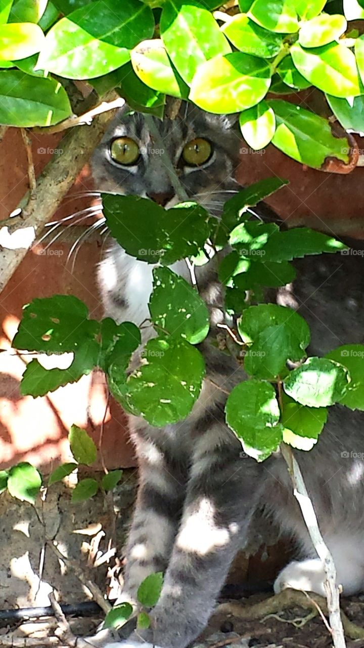 Underbrush Kitteh