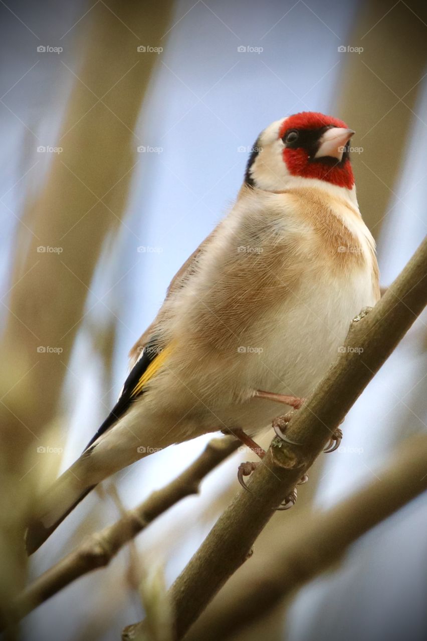 goldfinch