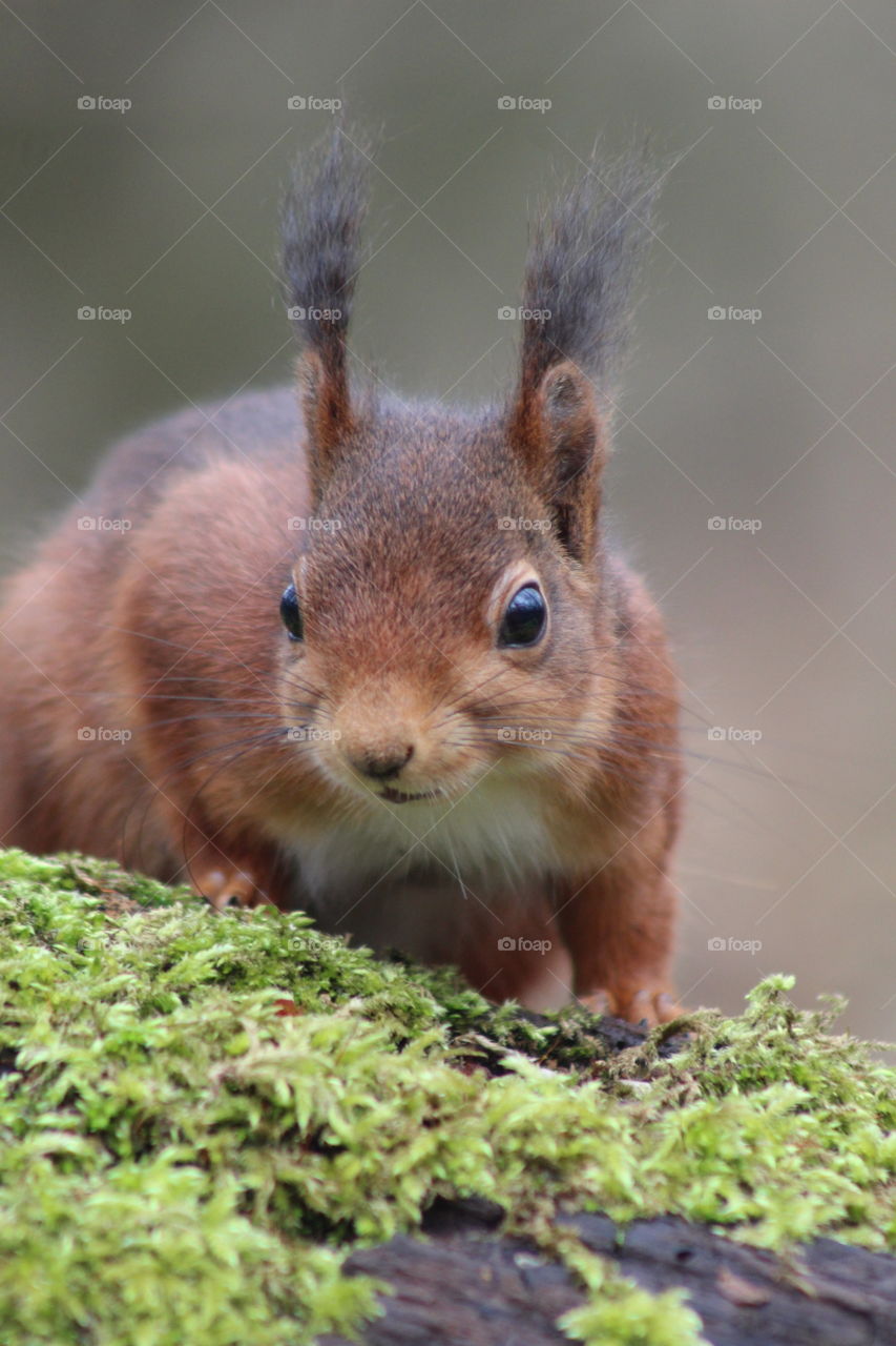 Squirrel close up