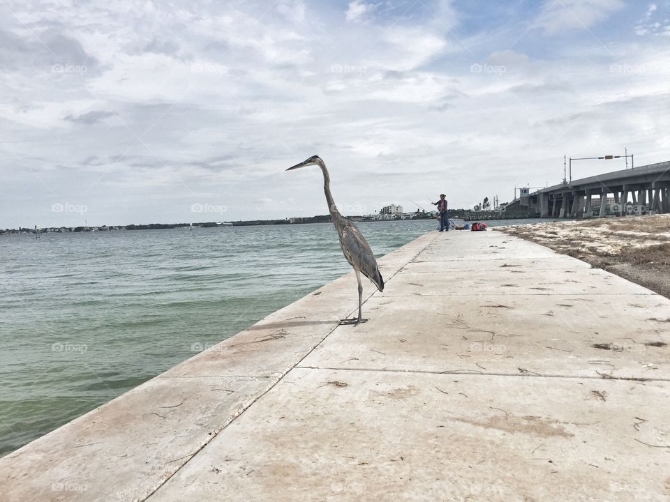 Gray heron fishing on Florida pier under bridge 