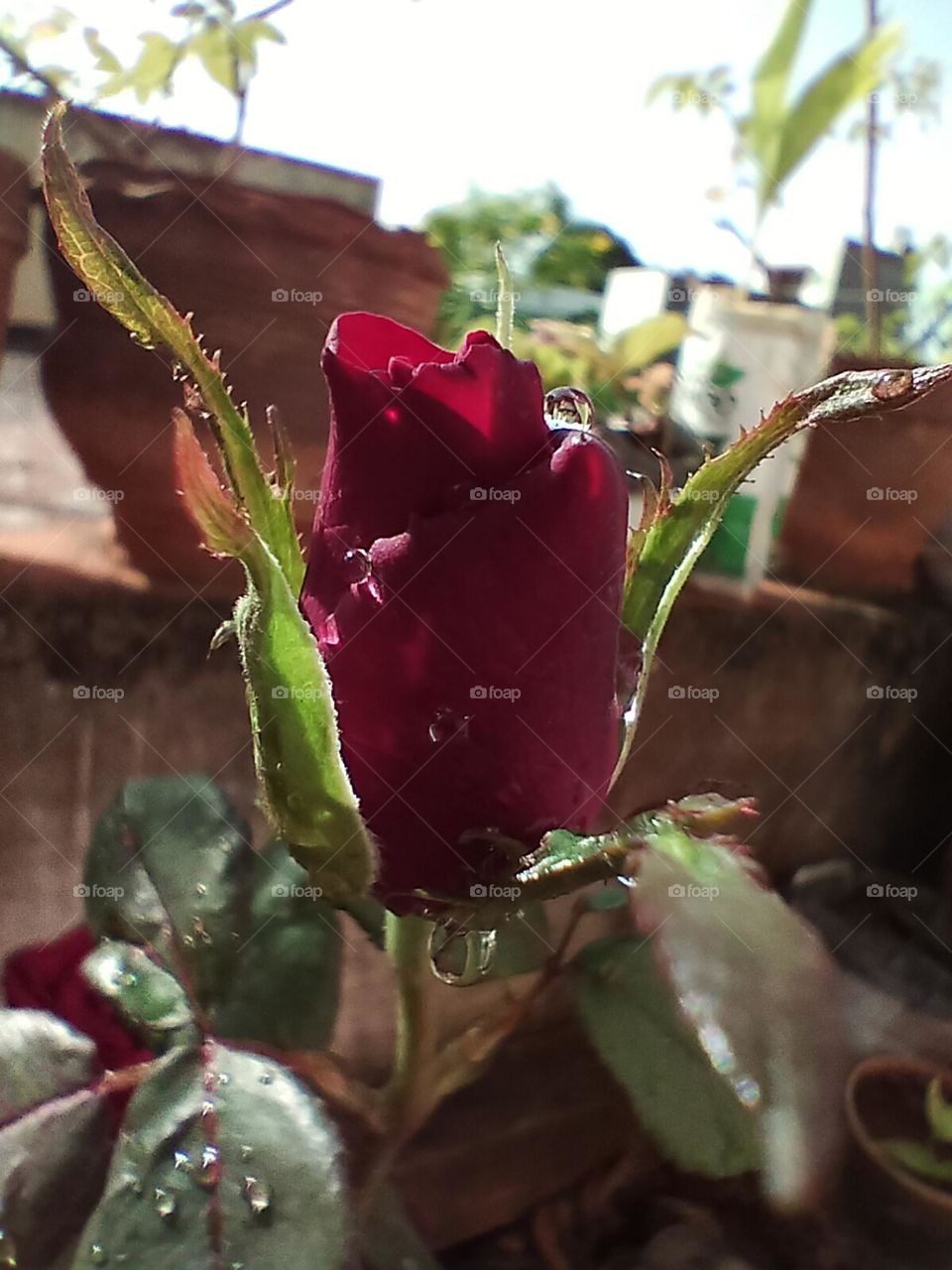 red rose bud