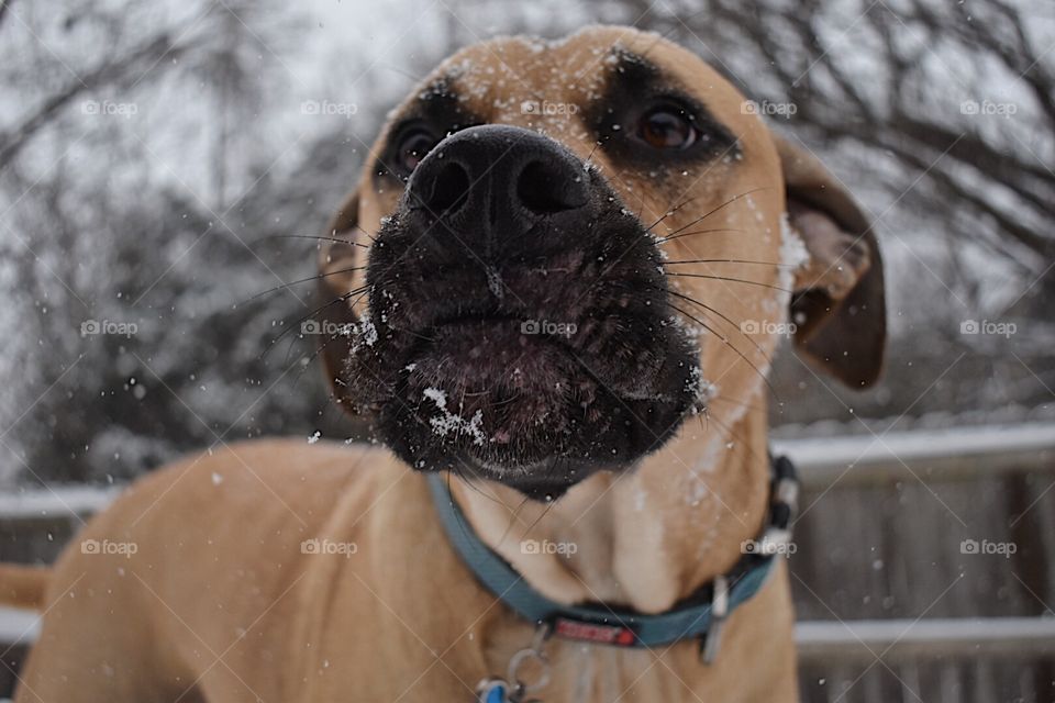 A snow puppy 