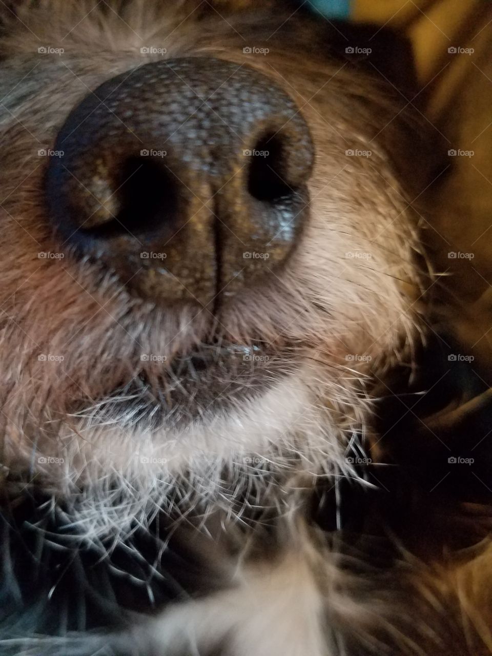 dog nose