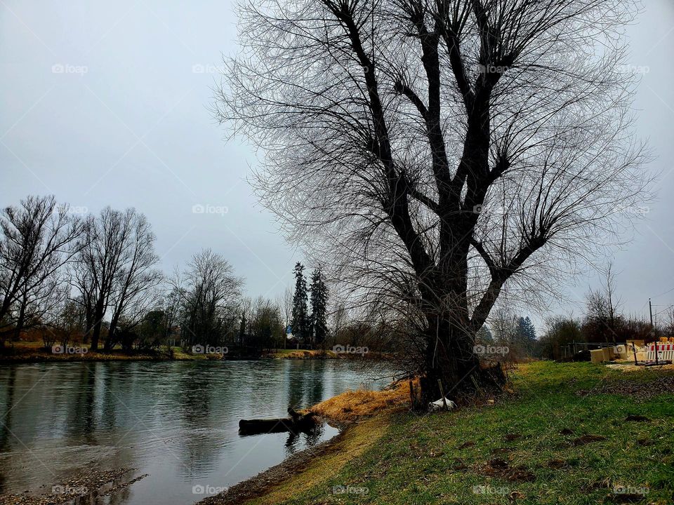 tree at the river